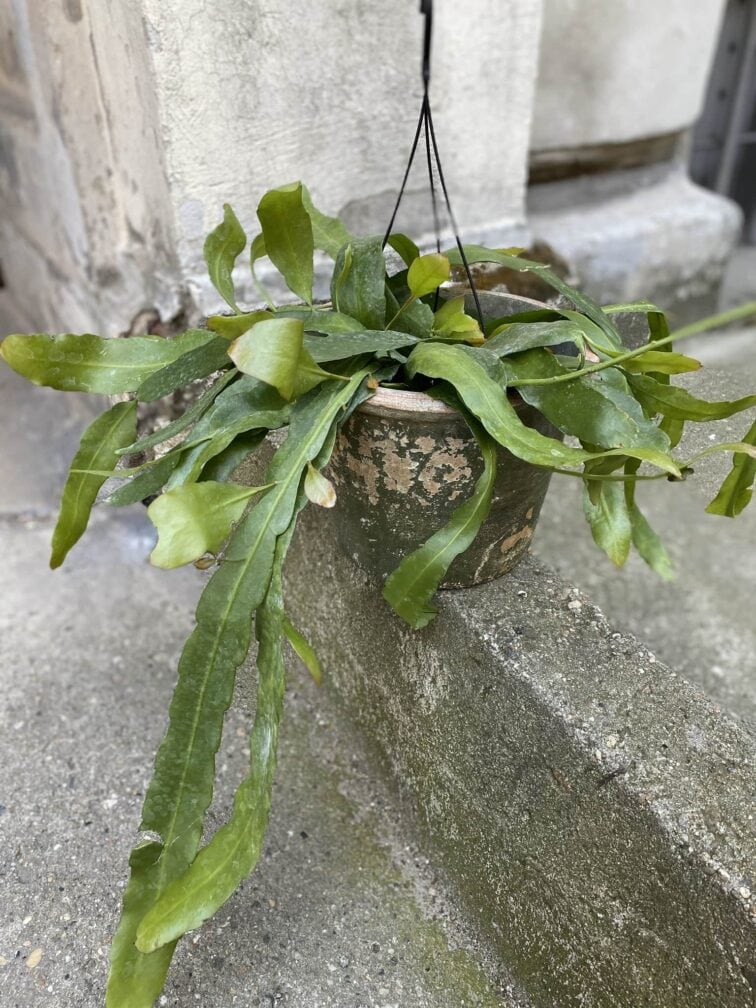 epiphyllum-pumillum_17x13-0.jpg Zdjęcie Epiphyllum pumillum w kategorii rośliny, ujęcie 1