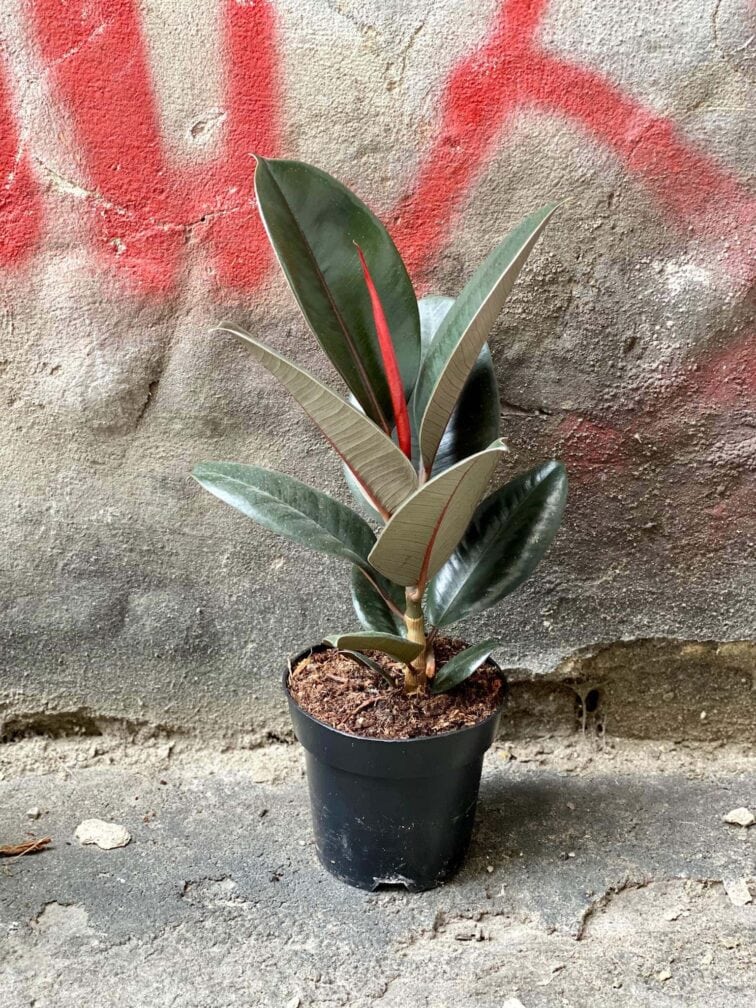 Zdjęcie Ficus elastica Abidjan w kategorii rośliny, ujęcie 3