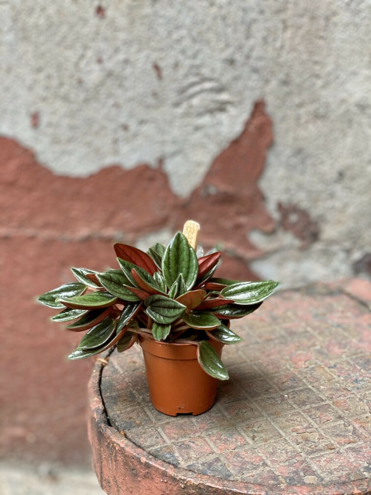 Zdjęcie Peperomia Rosso w kategorii rośliny, ujęcie 2