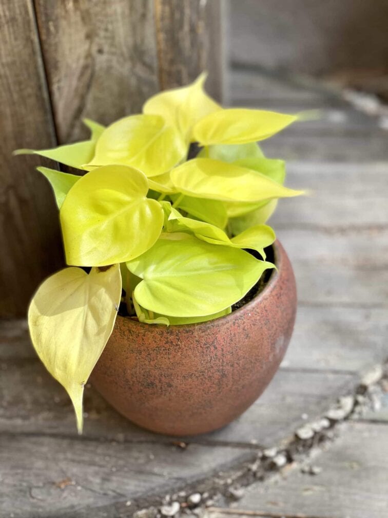philodendron-scandens-lemon-lime_12x20-0.jpg Zdjęcie Philodendron Scandens Lemon Lime w kategorii rośliny, ujęcie 1