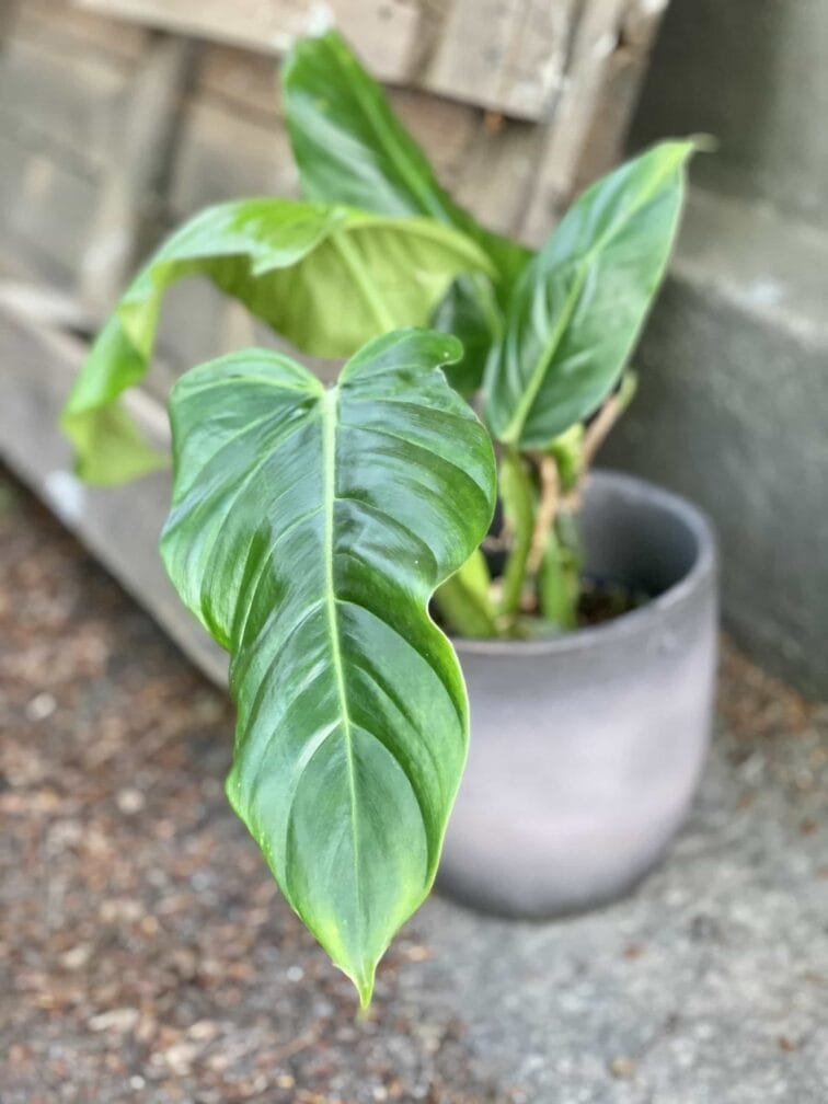 philodendron-subhastatum_15x55-0.jpg Zdjęcie Philodendron Subhastatum w kategorii rośliny, ujęcie 1