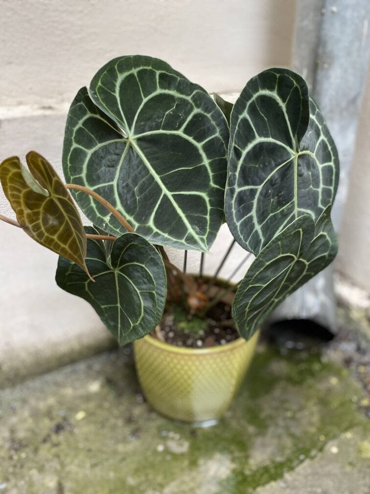 anthurium-clarinervum_15x50-0.jpg Zdjęcie Anthurium clarinervum w kategorii rośliny, ujęcie 1