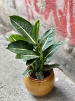 Zdjęcie Dieffenbachia Green Magic w kategorii rośliny, ujęcie 1