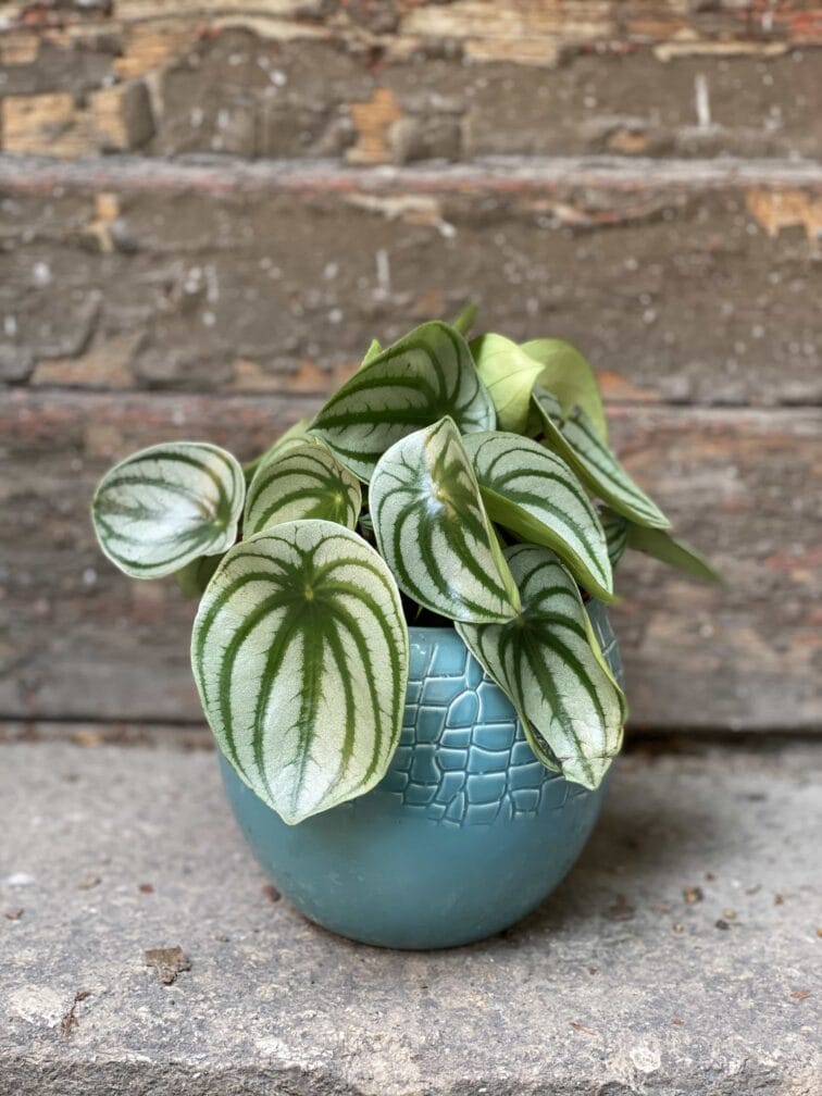 Zdjęcie Peperomia Watermelon w kategorii rośliny, ujęcie 1