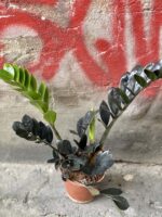 Zdjęcie Zamioculcas Raven w kategorii rośliny, ujęcie 3