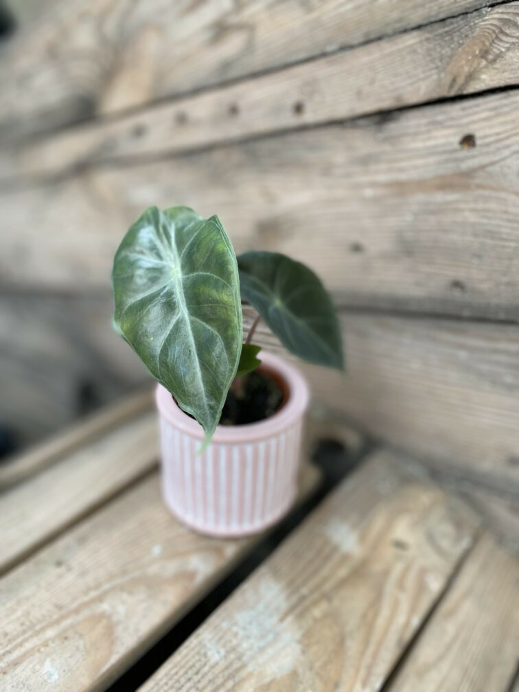 Zdjęcie rośliny Alocasia Pink Dragon, ujęcie 2
