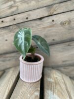 Zdjęcie rośliny Alocasia Pink Dragon, ujęcie 3