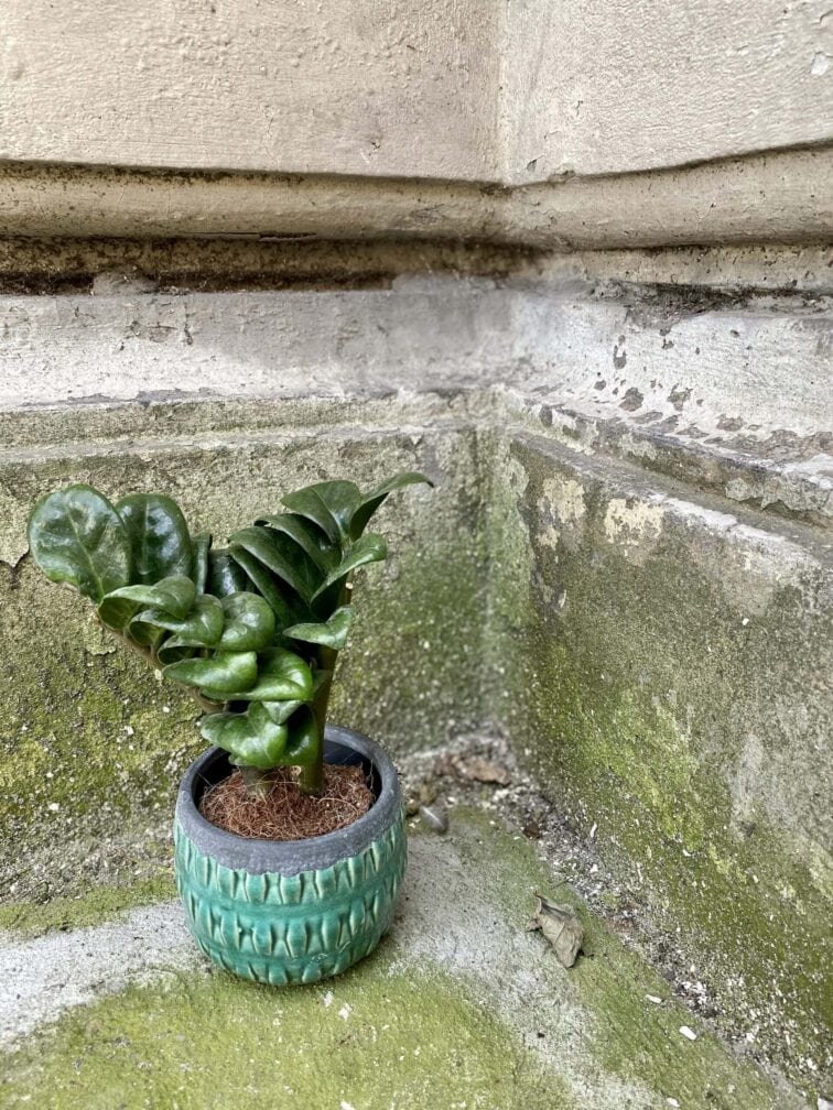zamioculcas-zenzi_9x24-0.jpg Zdjęcie rośliny Zamioculcas Zenzi, ujęcie 1
