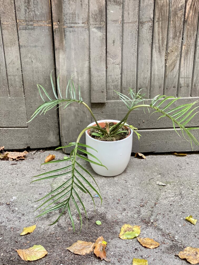 philodendron-tortum_15x50-0.jpg Zdjęcie rośliny Philodendron Tortum, ujęcie 1