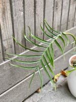 Zdjęcie rośliny Philodendron Tortum, ujęcie 3