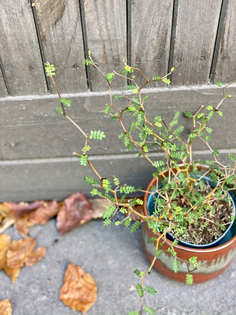 Zdjęcie rośliny Sophora prostrata Little Baby (Perełkowiec), ujęcie 1