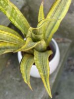 Zdjęcie rośliny Sansevieria aubrytiana Lauren, ujęcie 2
