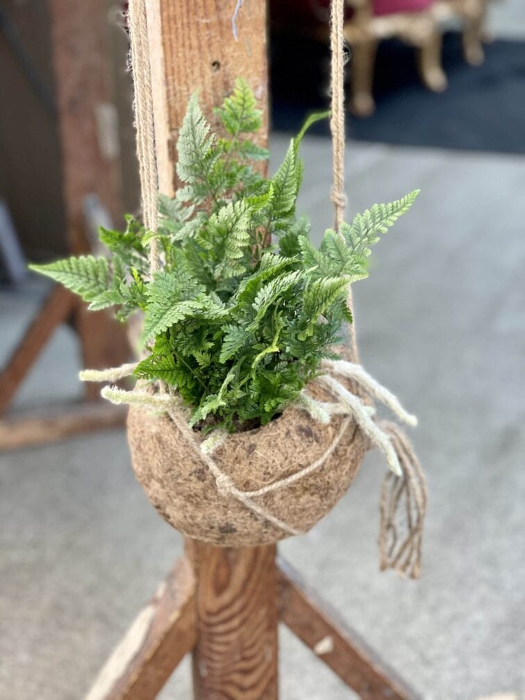 humata-tyermanii-kokedama_17x30-1_1611419016.0.jpg Zdjęcie rośliny Humata Tyermanii kokedama, ujęcie 1