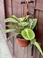 Zdjęcie rośliny Maranta Lemon Lime, ujęcie 1