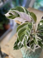 Zdjęcie rośliny Calathea White Fusion, ujęcie 1