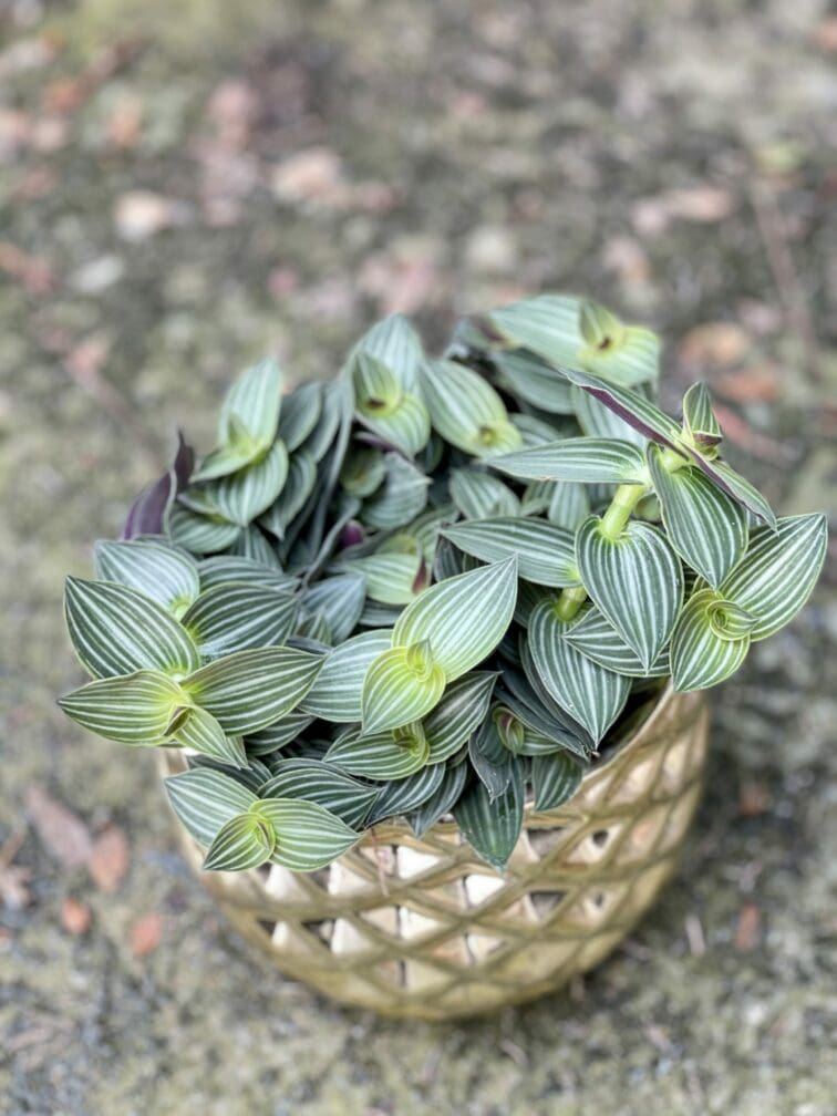 Zdjęcie rośliny Tradescantia Tiama, ujęcie 1