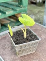 Zdjęcie rośliny Colocasia Mojito, ujęcie 1