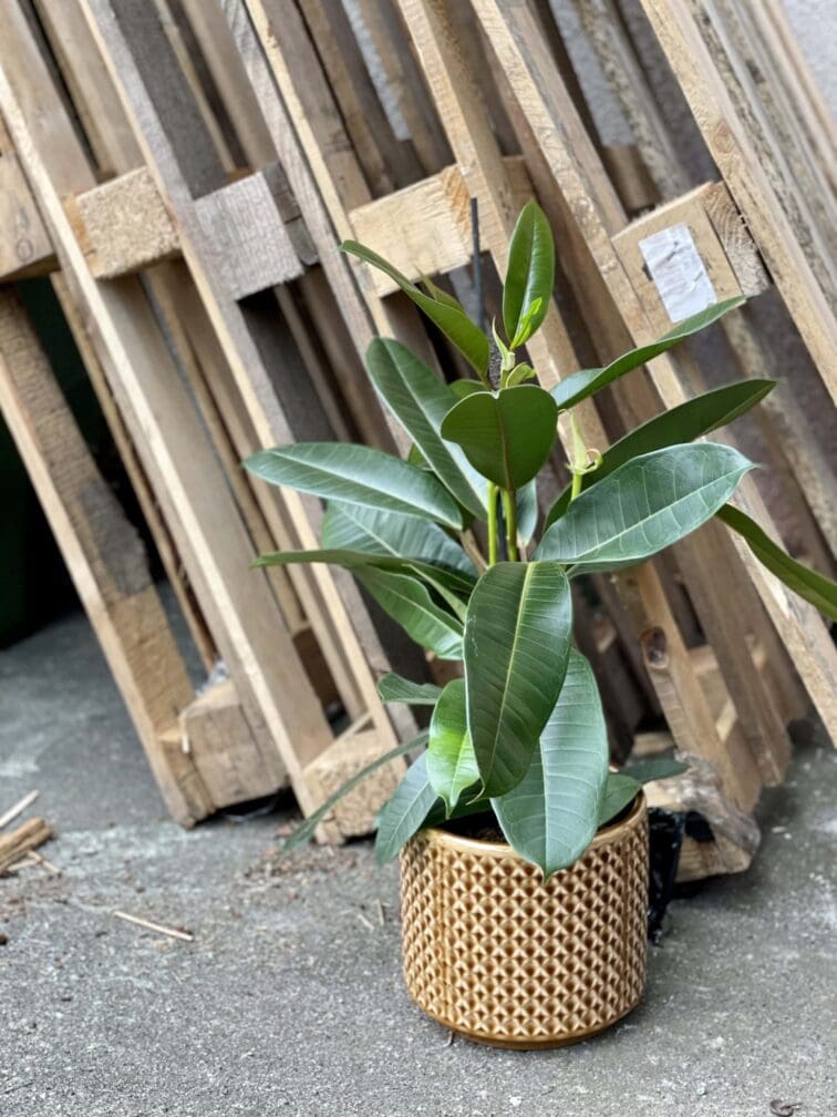 ficus-americana-tresor_17x75-1_1618056708.jpg Zdjęcie rośliny Ficus americana tresor, ujęcie 1