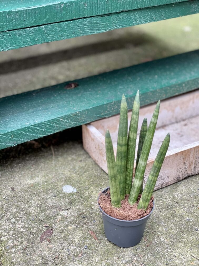 sansevieria-cylindrica-straight_6x15-1_1618056942.jpg Zdjęcie rośliny Sansevieria Cylindrica Straight, ujęcie 1