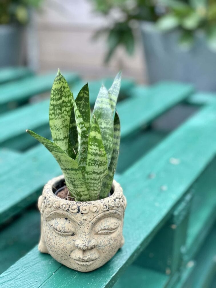 sansevieria-zeylanica_5x12-1_1618057856.jpg Zdjęcie rośliny Sansevieria Zeylanica, ujęcie 1