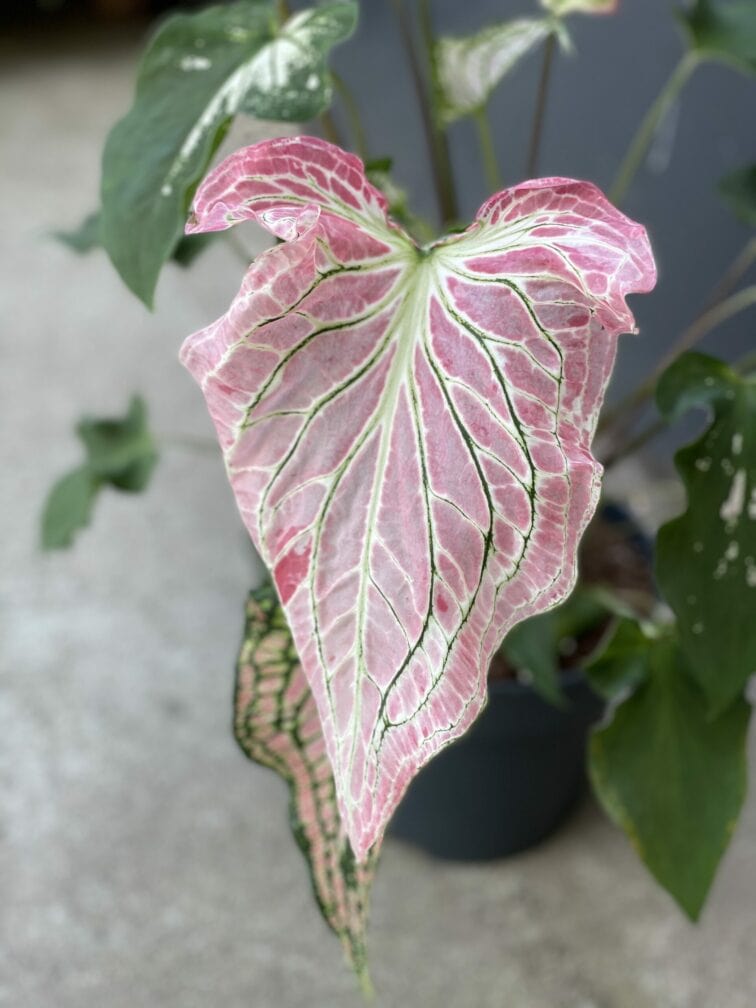 caladium-thai-beauty_21x70-1_1621593409.jpg Zdjęcie rośliny Caladium Thai Beauty, ujęcie 1