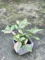 Zdjęcie rośliny Syngonium Pink Splash, ujęcie 2