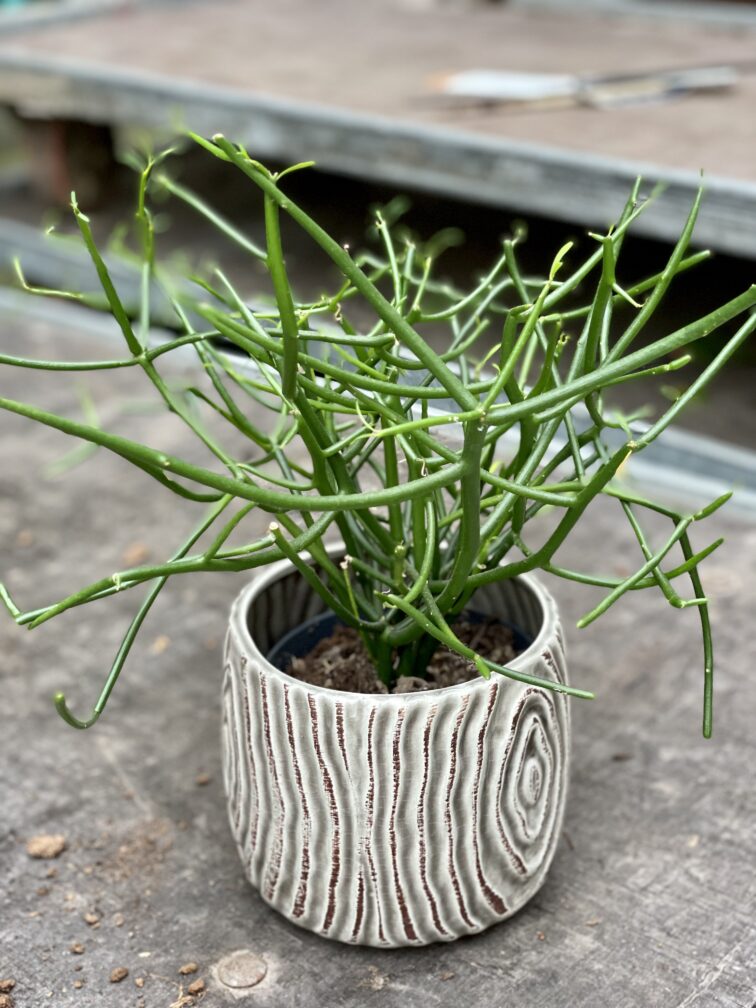 euphorbia-tirucalli_12x40-1_1629441293.jpg Zdjęcie rośliny Euphorbia Tirucalli, ujęcie 1