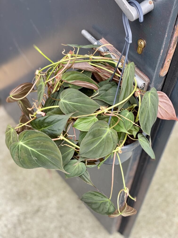 philodendron-micans_15x30-1_1629289867.jpg Zdjęcie rośliny Philodendron Micans, ujęcie 1