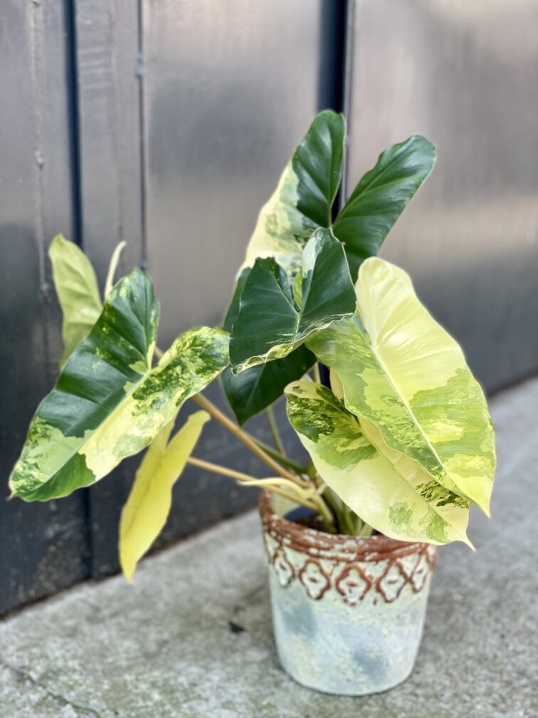 philodendron-burle-marx-variegata_14x62-1_1630742402.jpg Zdjęcie rośliny Philodendron Burle Marx variegata, ujęcie 1