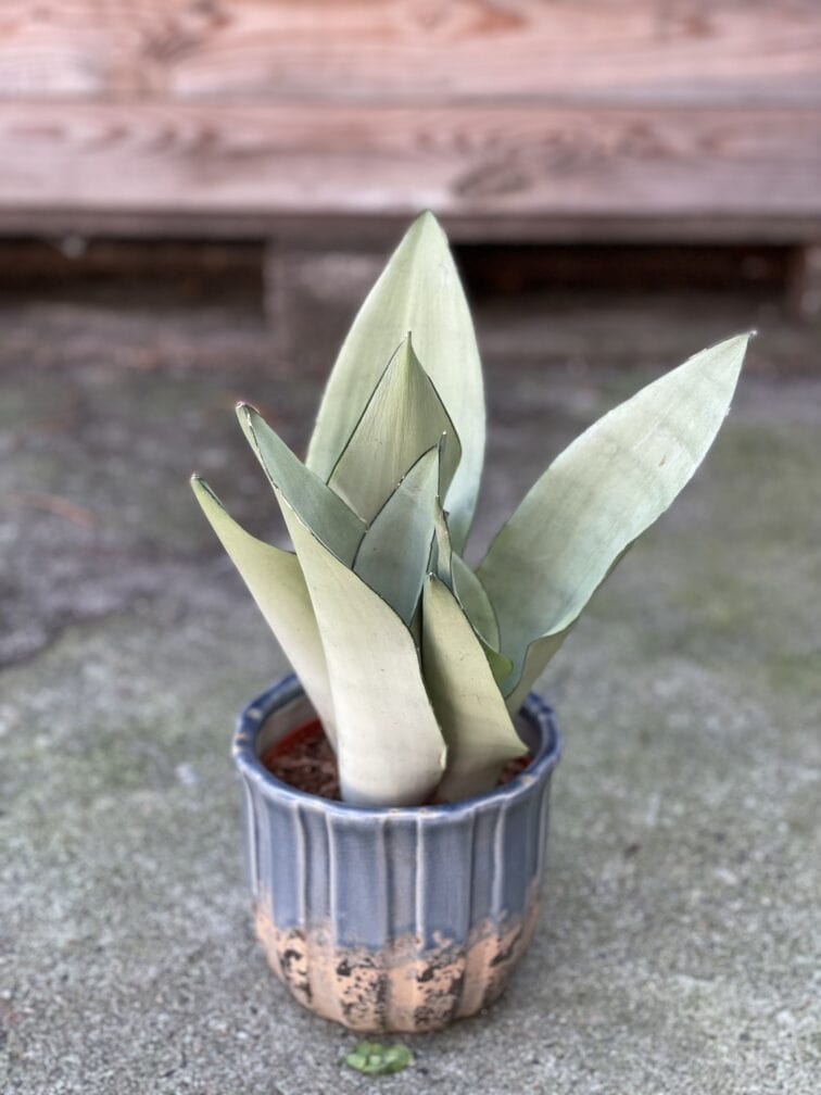 sansevieria-moonshine_11x40-1_1630747451.jpg Zdjęcie rośliny Sansevieria Moonshine, ujęcie 1