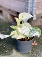 Zdjęcie rośliny Epipremnum Happy Leaf, ujęcie 2