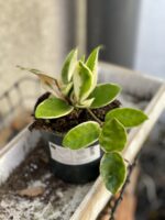 Zdjęcie rośliny Hoya krimson queen, ujęcie 1