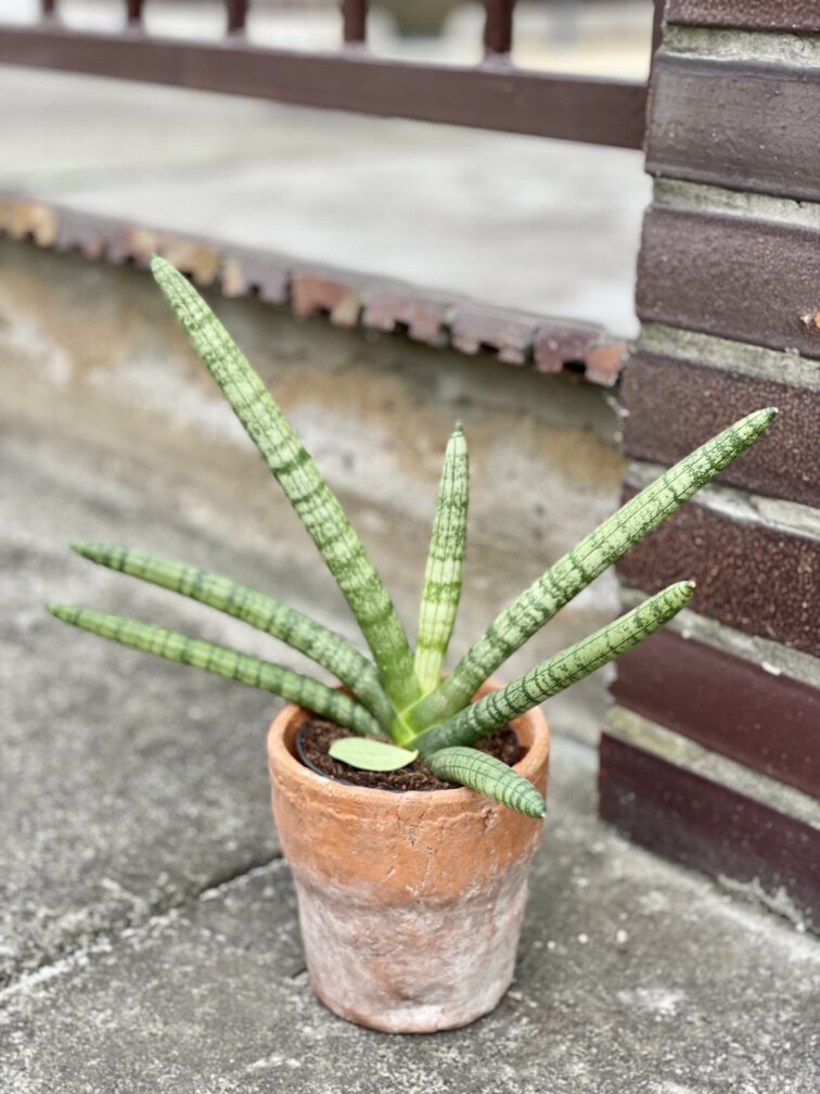 sansevieria-cylindrica-tiara-platinum_11x30-1_1638610330.jpg Zdjęcie rośliny Sansevieria cylindrica Tiara Platinum, ujęcie 1