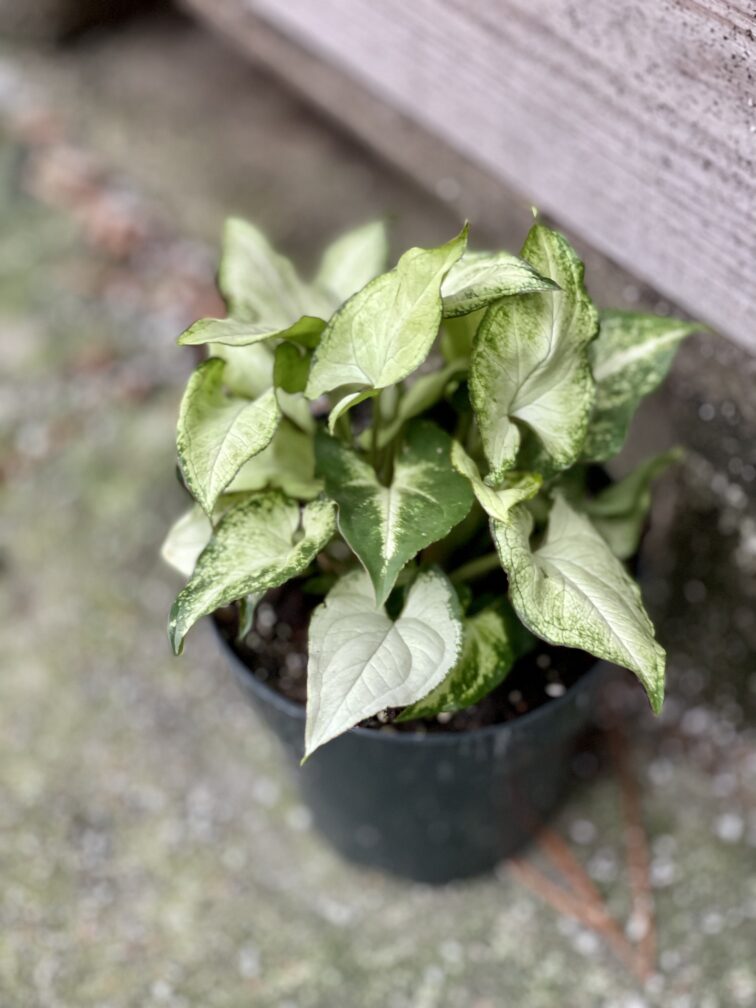 Zdjęcie rośliny Syngonium Holly M, ujęcie 1