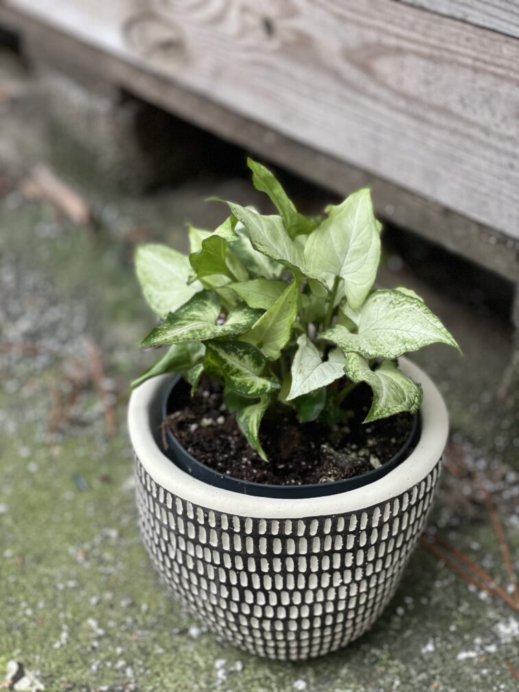 Zdjęcie rośliny Syngonium Holly M, ujęcie 2