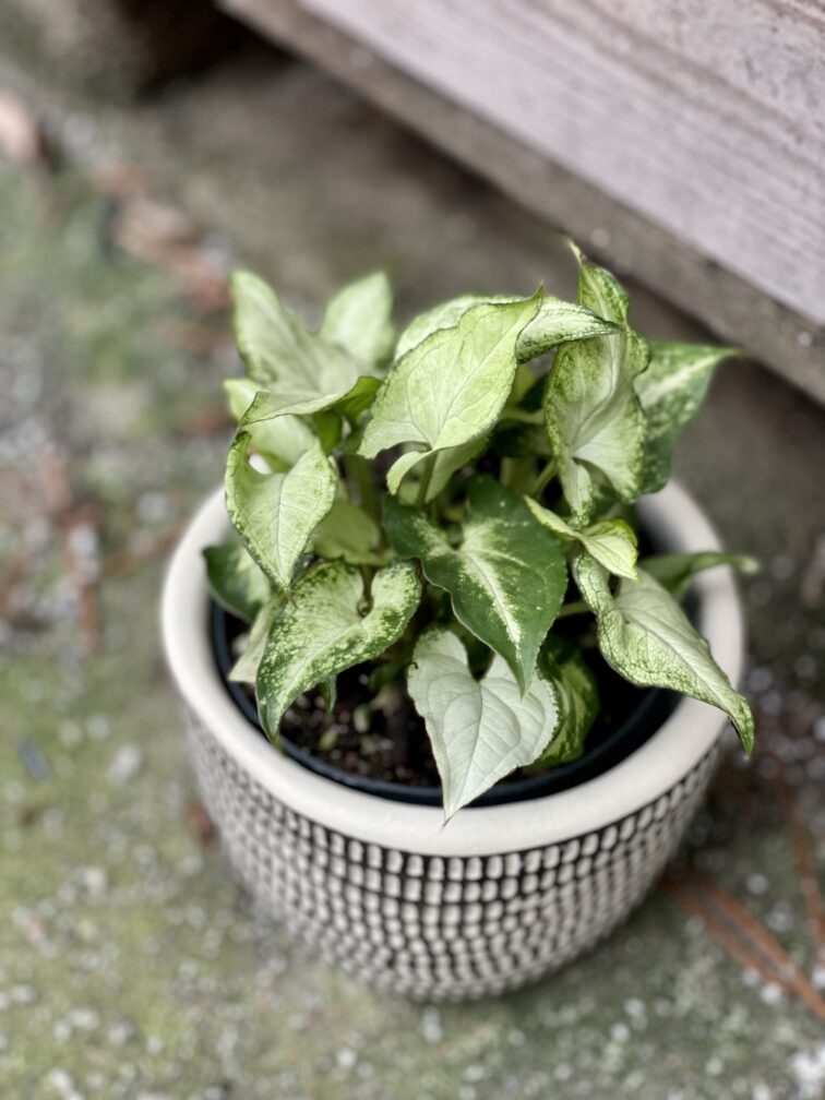 Zdjęcie rośliny Syngonium Holly M, ujęcie 3