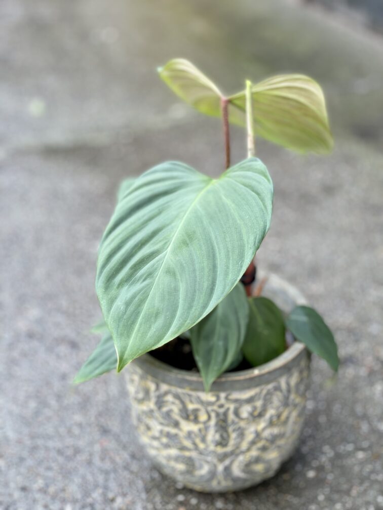 Zdjęcie rośliny Philodendron Fuzzy Petiole, ujęcie 4