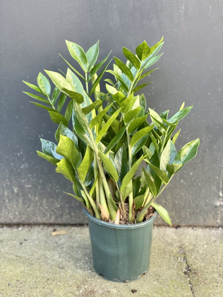 zamioculcas-zamiifolia_17x55-1_1644656177.jpg Zdjęcie rośliny Zamioculcas Zamiifolia, ujęcie 1