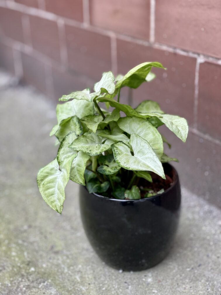 Zdjęcie rośliny Syngonium White Butterfly, ujęcie 2