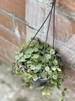 Zdjęcie rośliny Hoya Curtisii, ujęcie 1