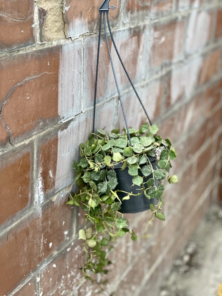 Zdjęcie rośliny Hoya Curtisii, ujęcie 3