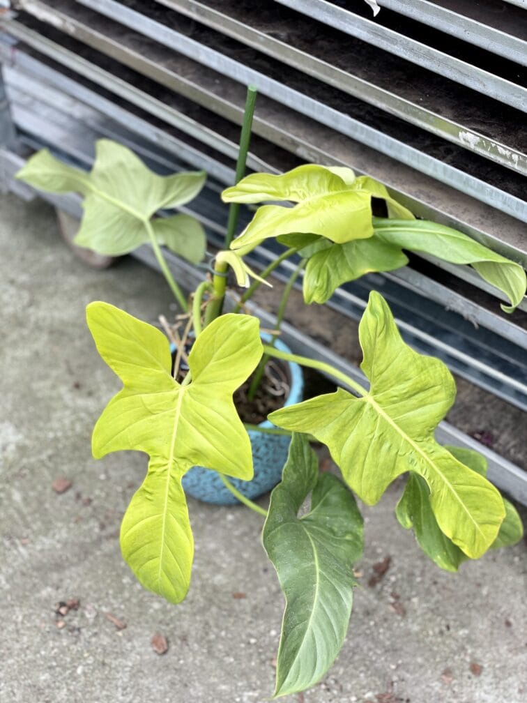 philodendron-bipennifolium-aurea-yellow-violin_15x40-1_1653730803.jpg Zdjęcie rosliny doniczkowej Philodendron bipennifolium aurea Yellow Violin, ujęcie 1