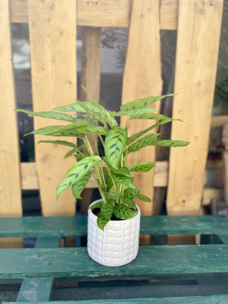 calathea-leopardina_12x35-1_1654934814.jpg Zdjęcie rosliny doniczkowej Calathea Leopardina, ujęcie 1