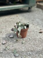Zdjęcie rosliny doniczkowej Ceropegia woodii, ujęcie 3