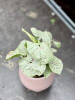 Zdjęcie rosliny doniczkowej Syngonium Milk Confetti, ujęcie 1