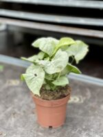 Zdjęcie rosliny doniczkowej Syngonium Milk Confetti, ujęcie 3