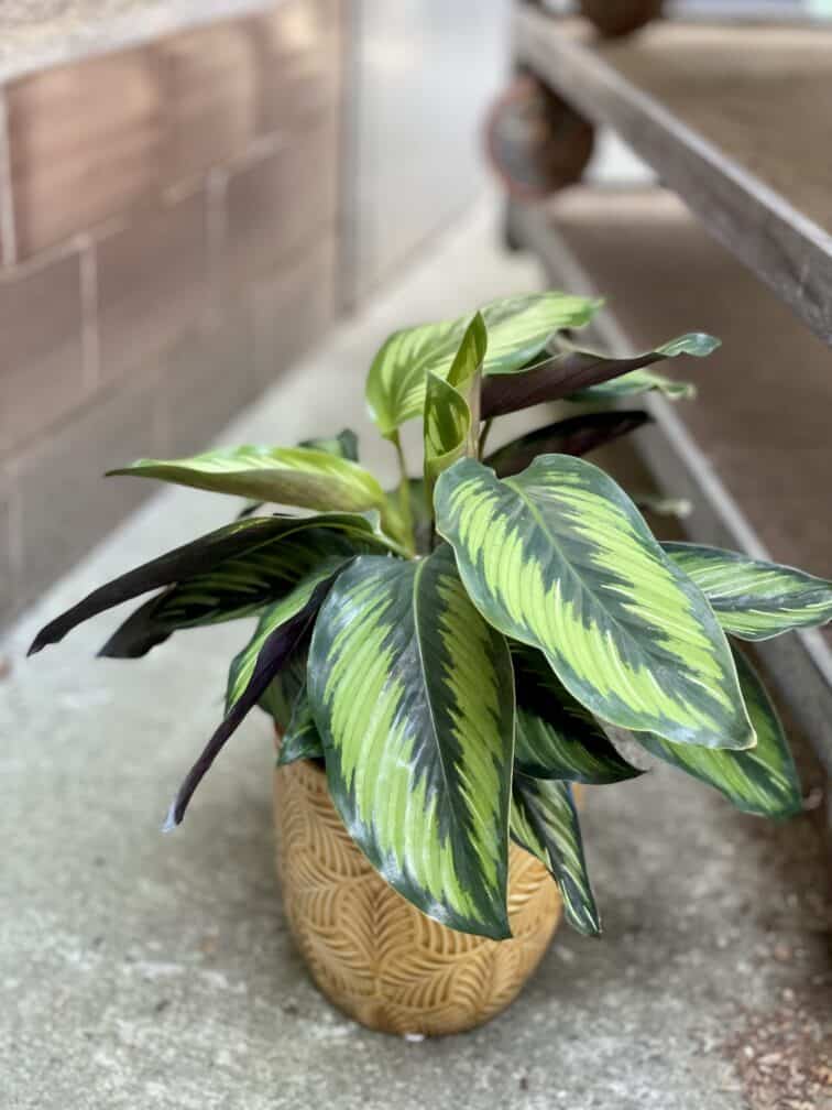 Zdjęcie rosliny doniczkowej Calathea Beauty Star (Kalatea), ujęcie 1
