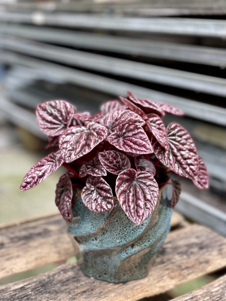 peperomia-caperata-schumi-red_11x20-1_1664009996.jpg Zdjęcie rosliny doniczkowej Peperomia caperata Schumi Red, ujęcie 1