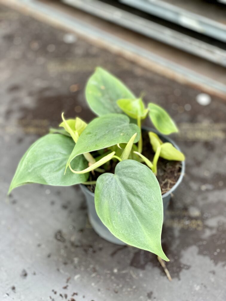 Zdjęcie rosliny doniczkowej Philodendron scandens (Filodendron pnący), ujęcie 1