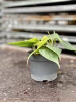 Zdjęcie rosliny doniczkowej Philodendron scandens (Filodendron pnący), ujęcie 2
